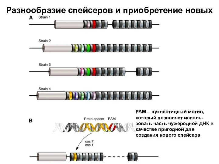 Разнообразие спейсеров и приобретение новых РАМ – нуклеотидный мотив, который