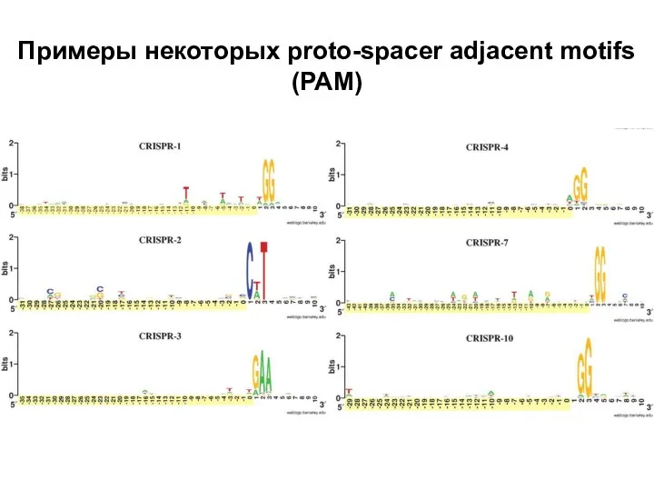 Примеры некоторых proto-spacer adjacent motifs (РАМ)