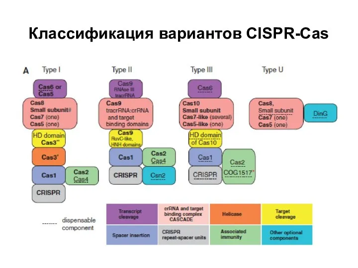 Классификация вариантов CISPR-Cas