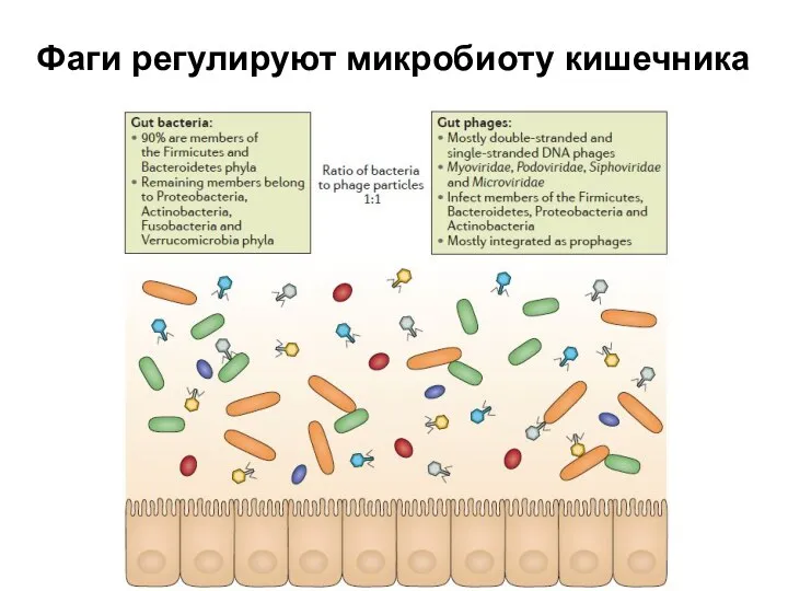 Фаги регулируют микробиоту кишечника