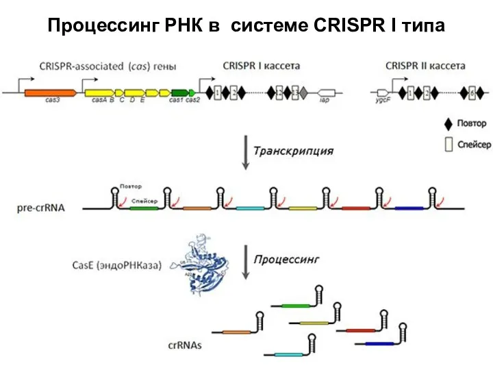 Процессинг РНК в системе CRISPR I типа