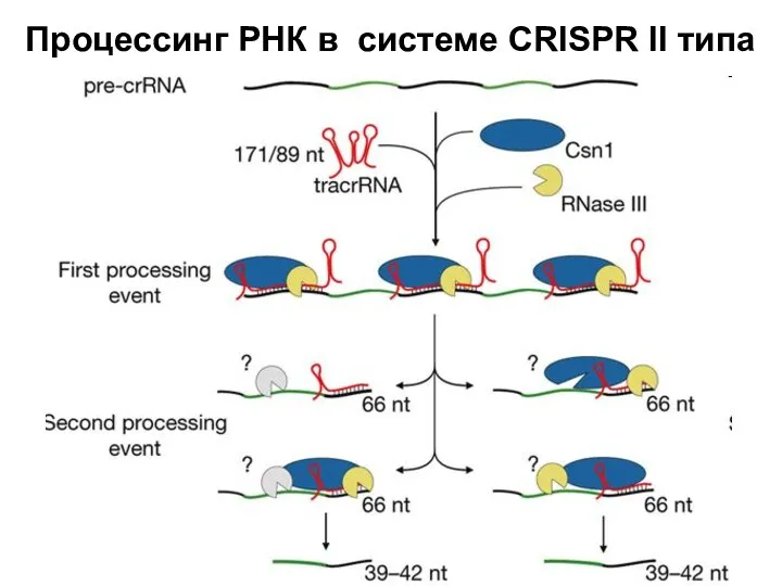 Процессинг РНК в системе CRISPR II типа