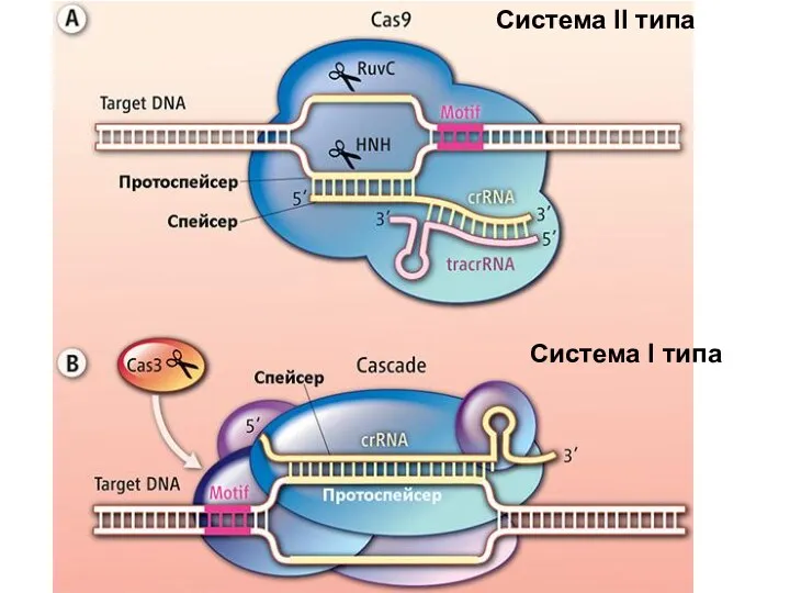 Система II типа Система I типа