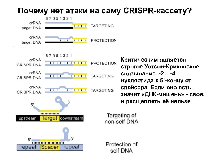 Почему нет атаки на саму CRISPR-кассету? Критическим является строгое Уотсон-Криковское