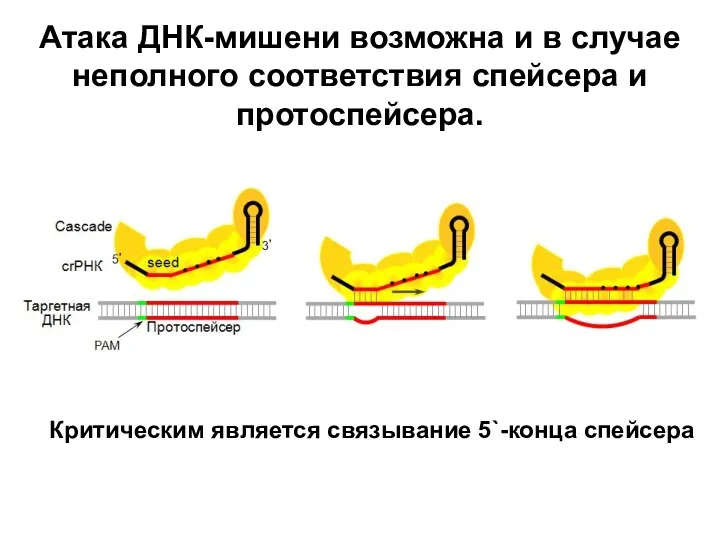 Атака ДНК-мишени возможна и в случае неполного соответствия спейсера и протоспейсера. Критическим является связывание 5`-конца спейсера