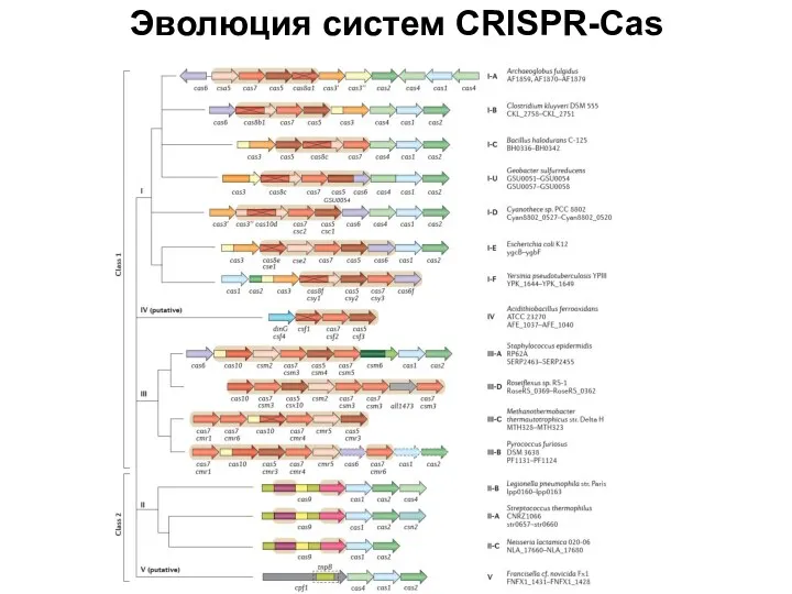 Эволюция систем CRISPR-Cas