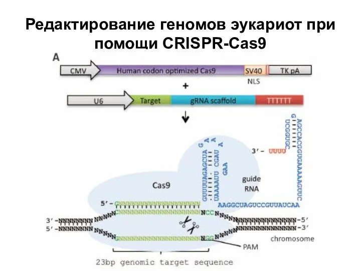 Редактирование геномов эукариот при помощи CRISPR-Cas9