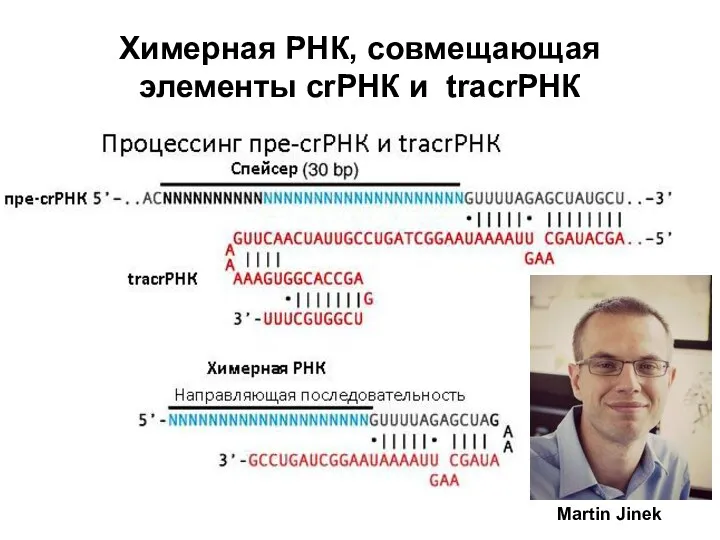 Химерная РНК, совмещающая элементы crРНК и tracrРНК Martin Jinek