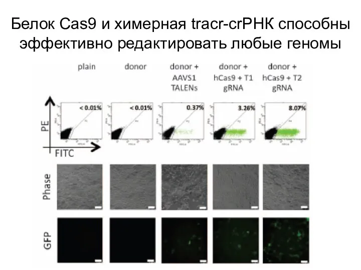 Белок Cas9 и химерная tracr-crРНК способны эффективно редактировать любые геномы