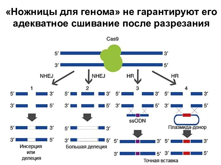 «Ножницы для генома» не гарантируют его адекватное сшивание после разрезания