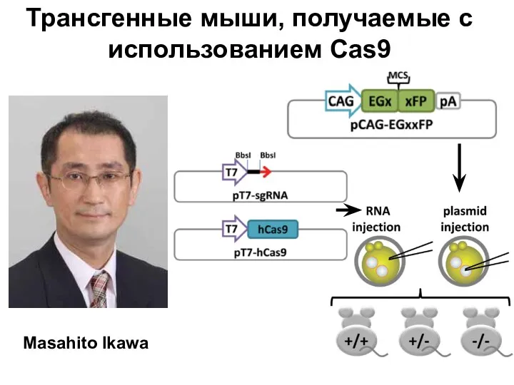 Трансгенные мыши, получаемые с использованием Cas9 Masahito Ikawa
