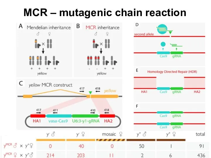 MCR – mutagenic chain reaction
