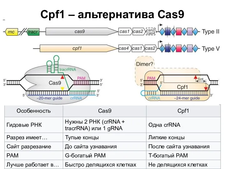 Cpf1 – альтернатива Cas9
