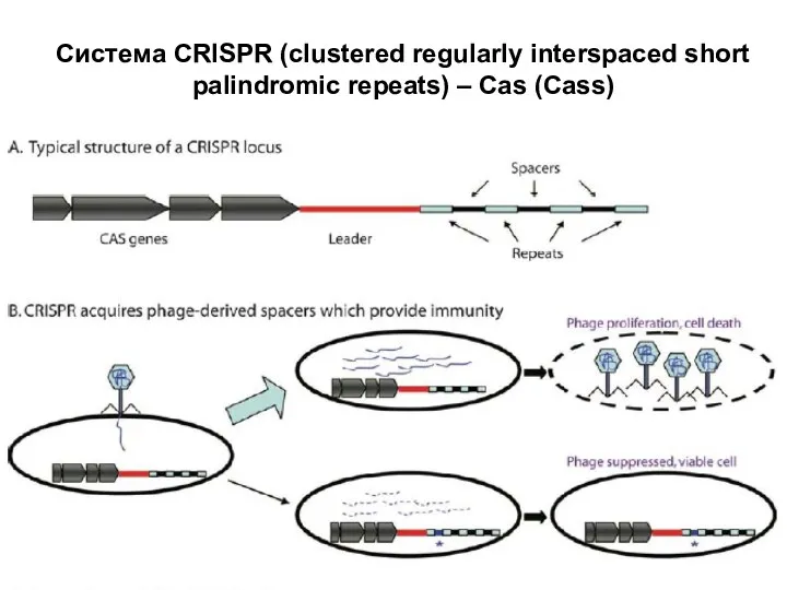 Система CRISPR (clustered regularly interspaced short palindromic repeats) – Cas (Cass)