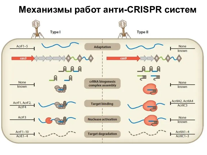 Механизмы работ анти-CRISPR систем