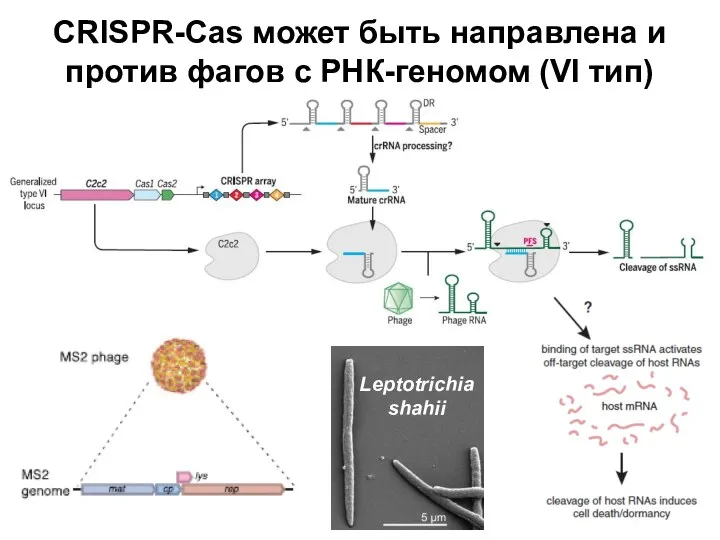 CRISPR-Cas может быть направлена и против фагов с РНК-геномом (VI тип) Leptotrichia shahii