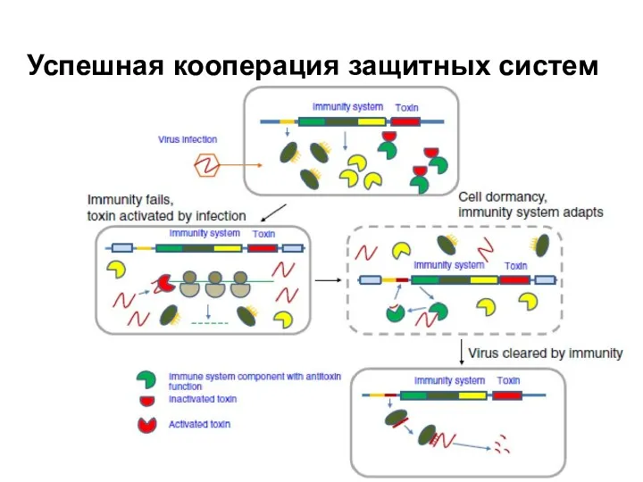 Успешная кооперация защитных систем