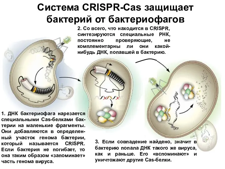 Система CRISPR-Cas защищает бактерий от бактериофагов 1. ДНК бактериофага нарезается специальными Cas-белками бак-терии