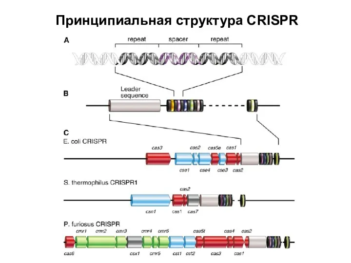 Принципиальная структура CRISPR