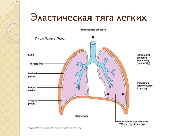 Эластическая тяга легких Рпл=Рлег - Рэтл