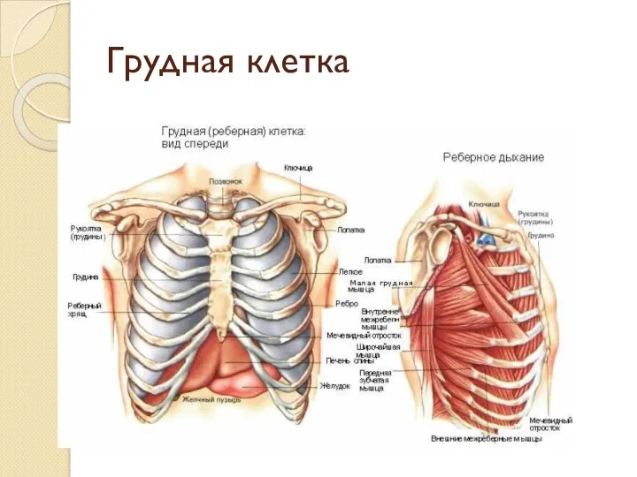 Грудная клетка