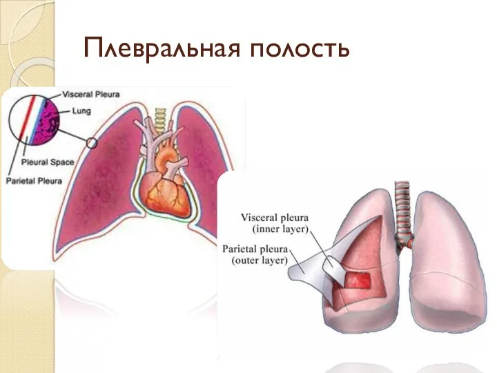 Плевральная полость