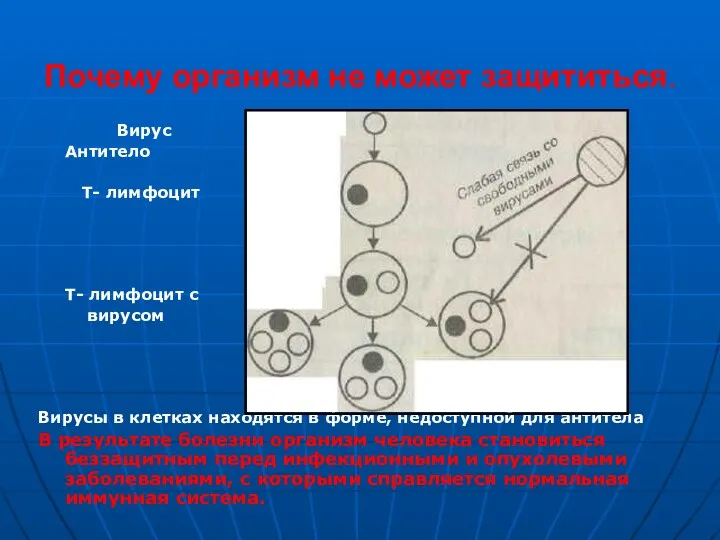 Почему организм не может защититься. Вирус Антитело Т- лимфоцит Т-