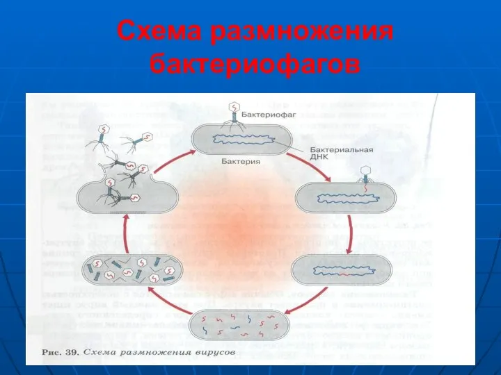 Схема размножения бактериофагов