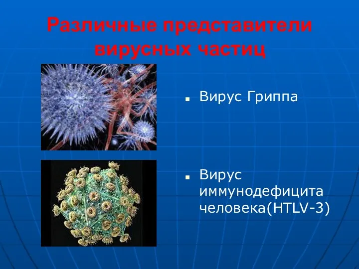 Различные представители вирусных частиц Вирус Гриппа Вирус иммунодефицита человека(HTLV-3)