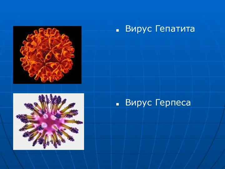 Вирус Гепатита Вирус Герпеса