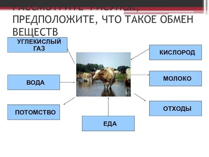 РАССМОТРИТЕ РИСУНОК, ПРЕДПОЛОЖИТЕ, ЧТО ТАКОЕ ОБМЕН ВЕЩЕСТВ УГЛЕКИСЛЫЙ ГАЗ ВОДА ПОТОМСТВО ЕДА ОТХОДЫ МОЛОКО КИСЛОРОД