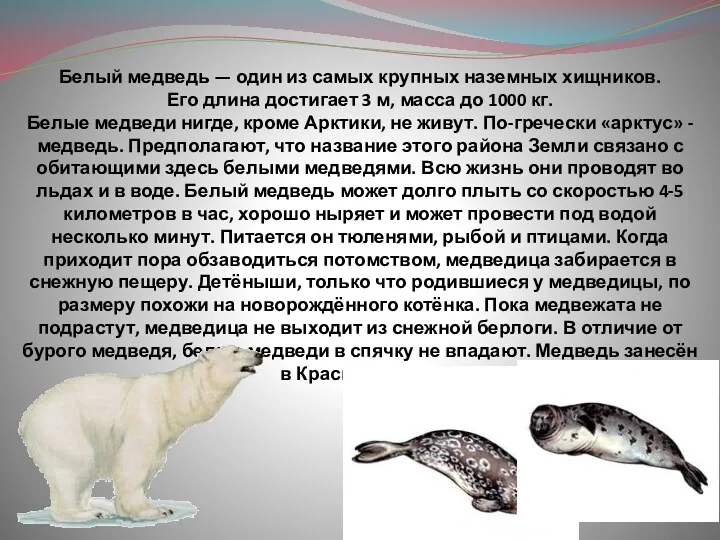 Белый медведь — один из самых крупных наземных хищников. Его
