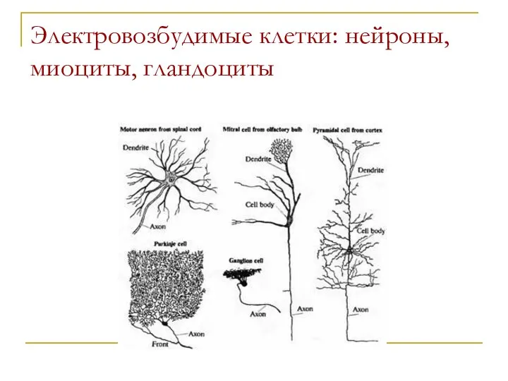 Электровозбудимые клетки: нейроны, миоциты, гландоциты