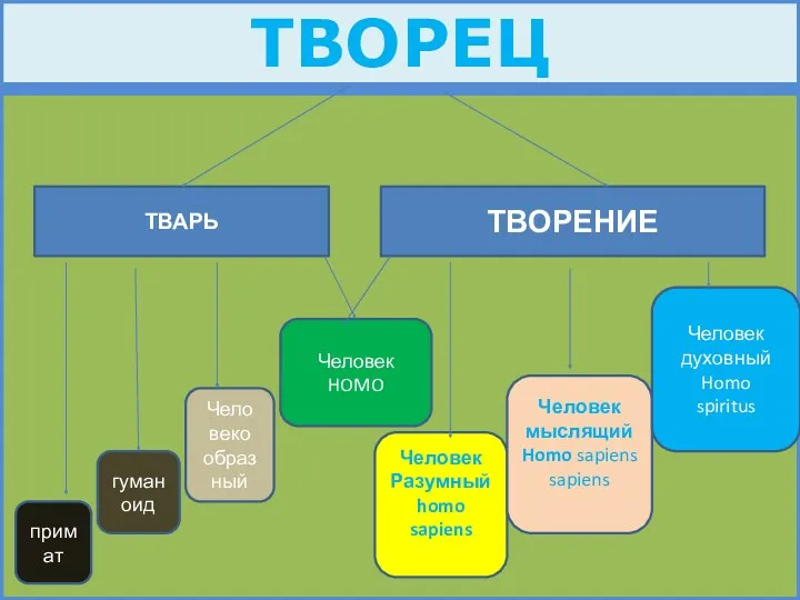 ТВОРЕЦ ТВАРЬ ТВОРЕНИЕ примат гуманоид Чело веко образ ный Человек