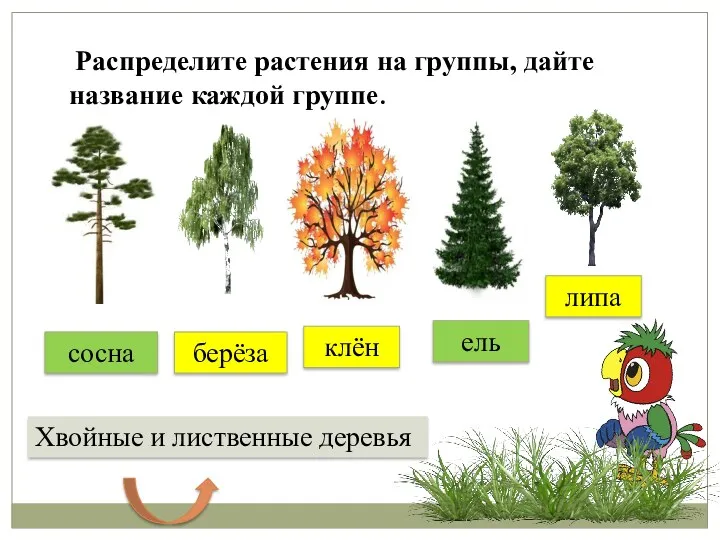 Хвойные и лиственные деревья Распределите растения на группы, дайте название