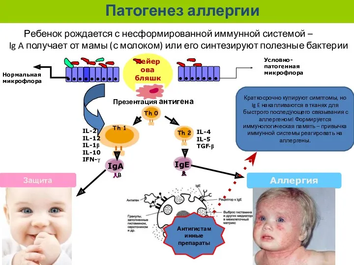 Пейерова бляшка Th 1 B B Презентация антигена IL-4 IL-5