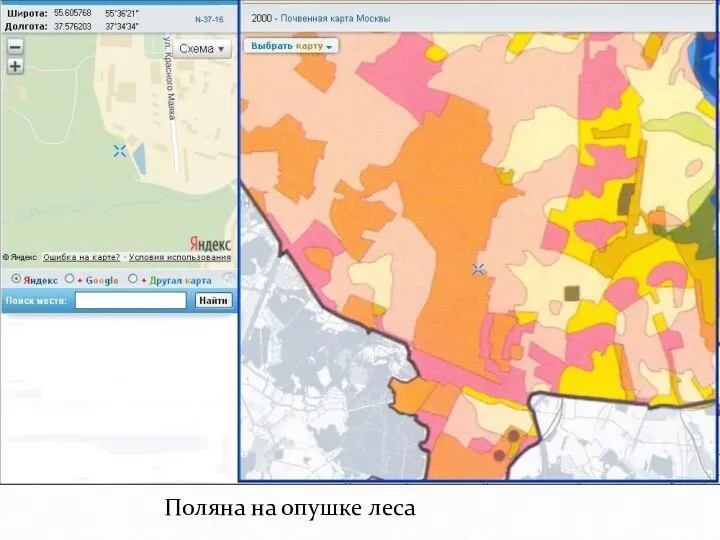 Поляна на опушке леса