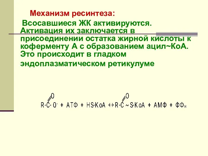 Механизм ресинтеза: Всосавшиеся ЖК активируются. Активация их заключается в присоединении