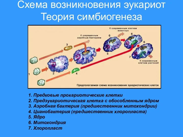 Схема возникновения эукариот Теория симбиогенеза 1. Предковые прокариотические клетки 2. Предэукариотическая клетка с