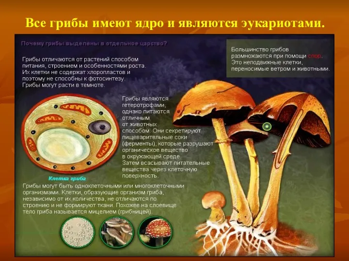 Все грибы имеют ядро и являются эукариотами.