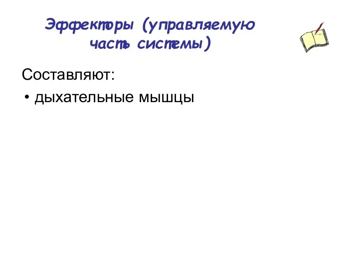 Эффекторы (управляемую часть системы) Составляют: дыхательные мышцы