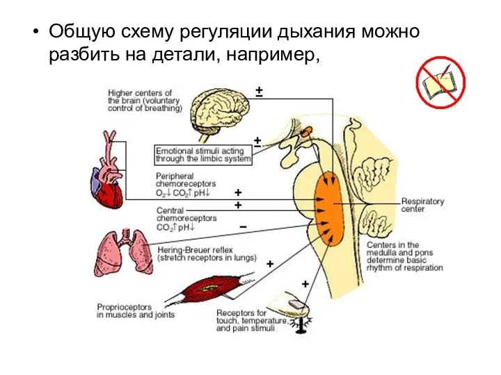 Общую схему регуляции дыхания можно разбить на детали, например,