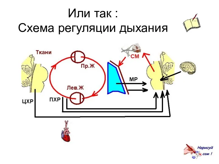 Или так : Схема регуляции дыхания