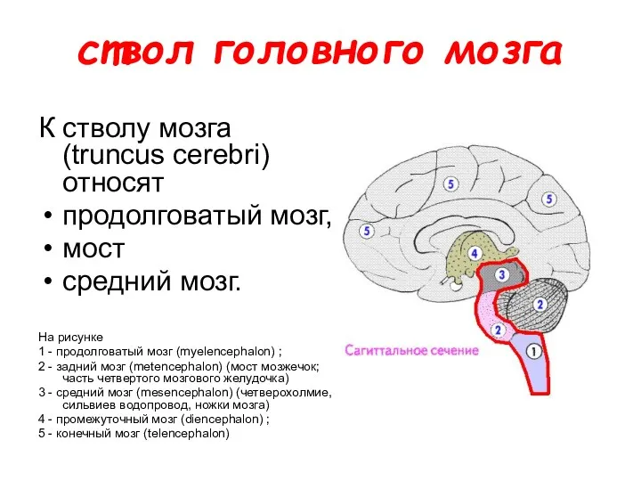 ствол головного мозга К стволу мозга (truncus cerebri) относят продолговатый мозг, мост средний