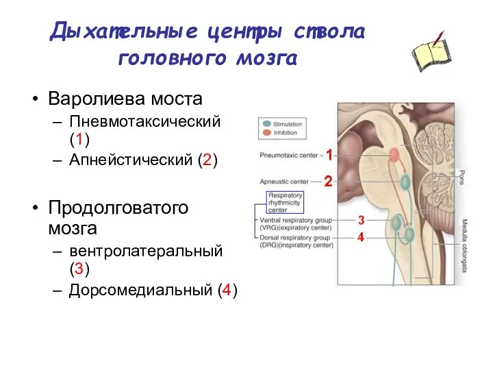 Дыхательные центры ствола головного мозга Варолиева моста Пневмотаксический (1) Апнейстический (2) Продолговатого мозга