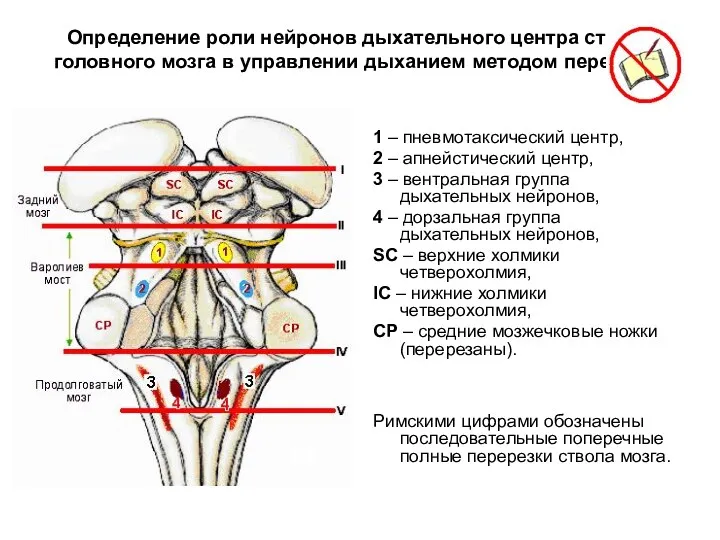 Определение роли нейронов дыхательного центра ствола головного мозга в управлении дыханием методом перерезки