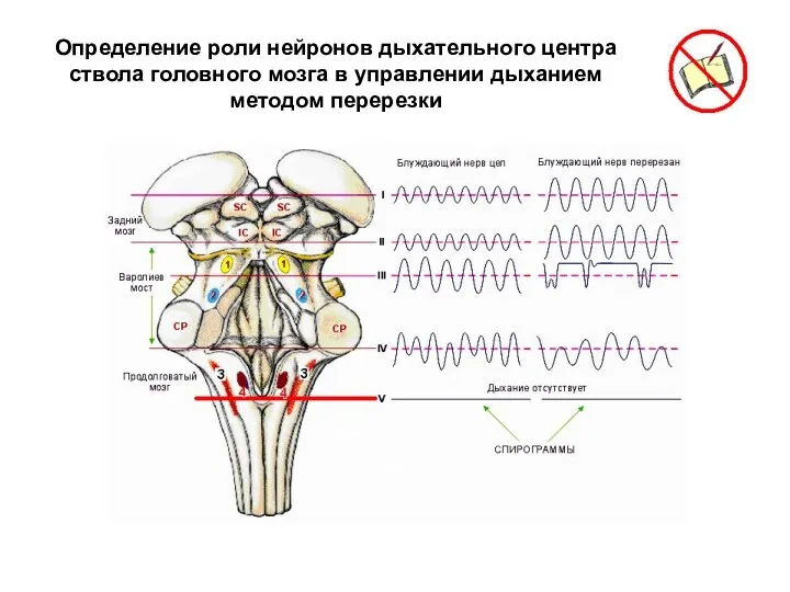 Определение роли нейронов дыхательного центра ствола головного мозга в управлении дыханием методом перерезки