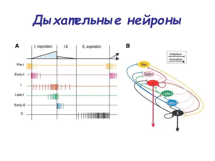 Дыхательные нейроны