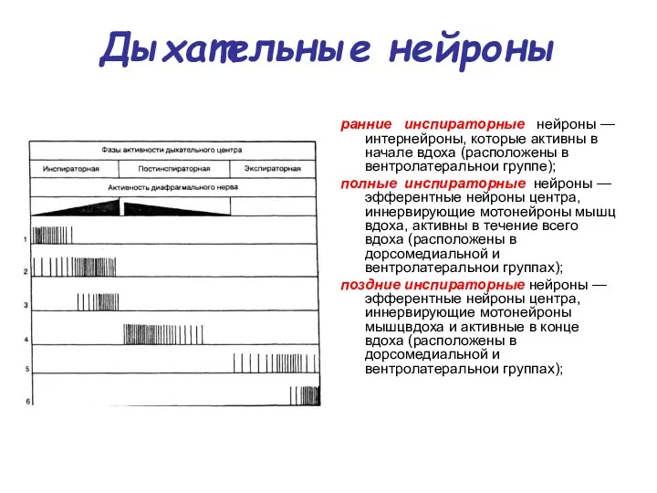 Дыхательные нейроны ранние инспираторные нейроны — интернейроны, которые активны в начале вдоха (расположены