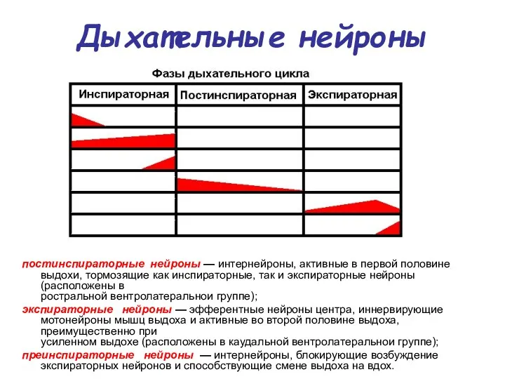 Дыхательные нейроны постинспираторные нейроны — интернейроны, активные в первой половине